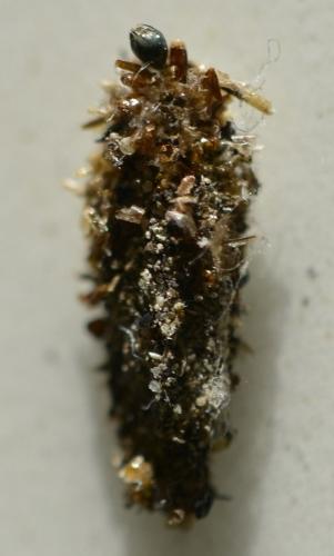 Naryciinae